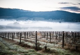Affrontare l'Inverno nell'Agricoltura: Guida alla Potatura e Arboricoltura con Blue Bird